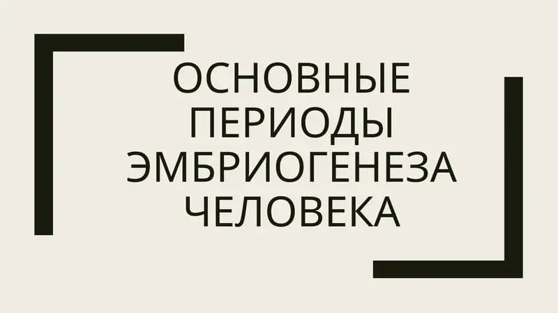 основные периоды эмбриогенеза человека