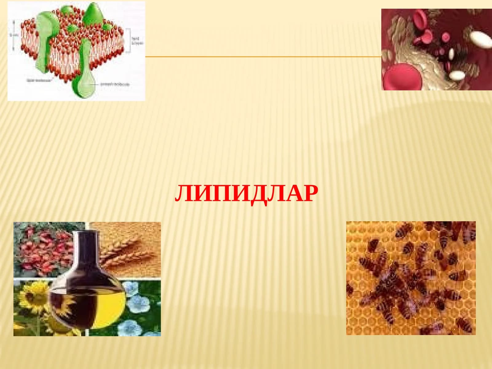 Липидлар