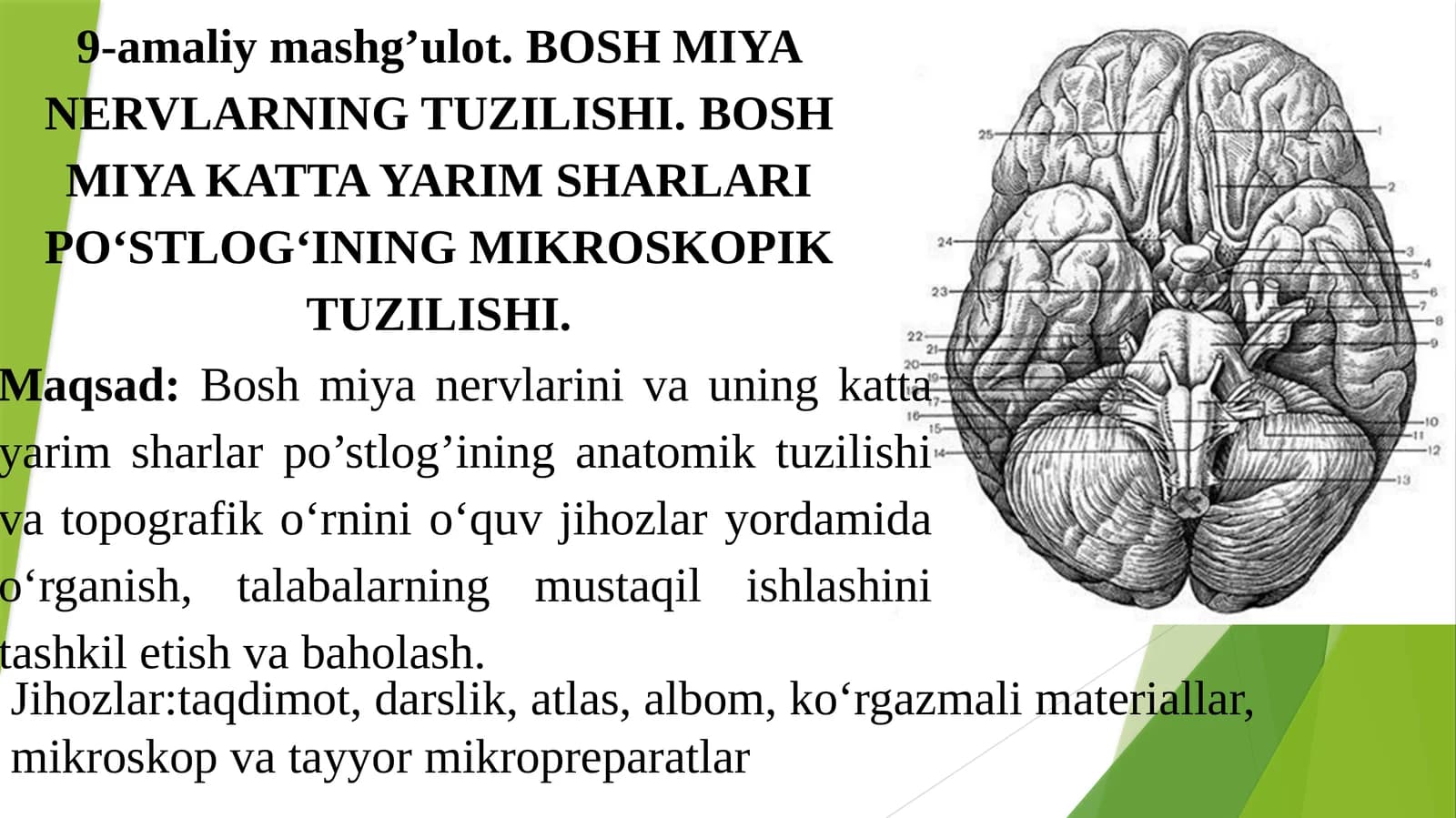 Bosh Miya Nervlarning Tuzilishi