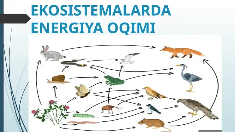 EKOSISTEMALARDA ENERGIYA OQIMI