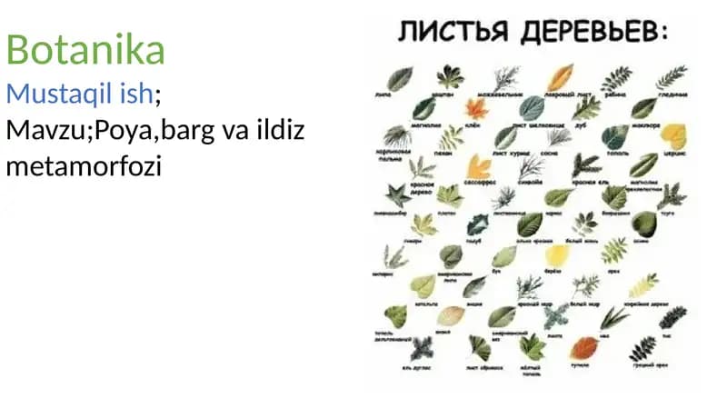 Botanika