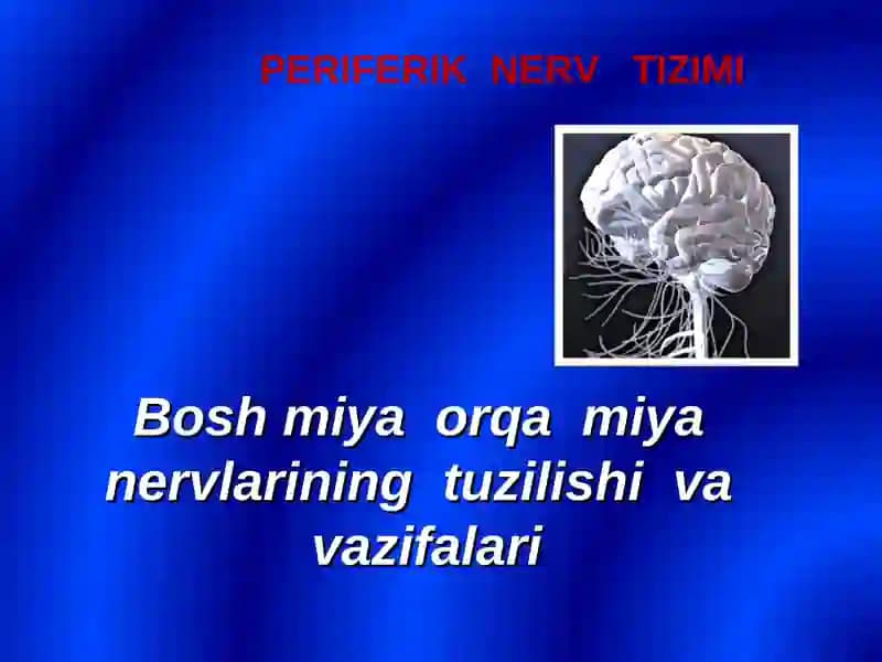 Bosh miya orqa miya nervlarining tuzilishi va vazifalari