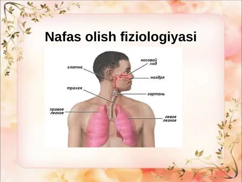Nafasolishfiziologiyasi