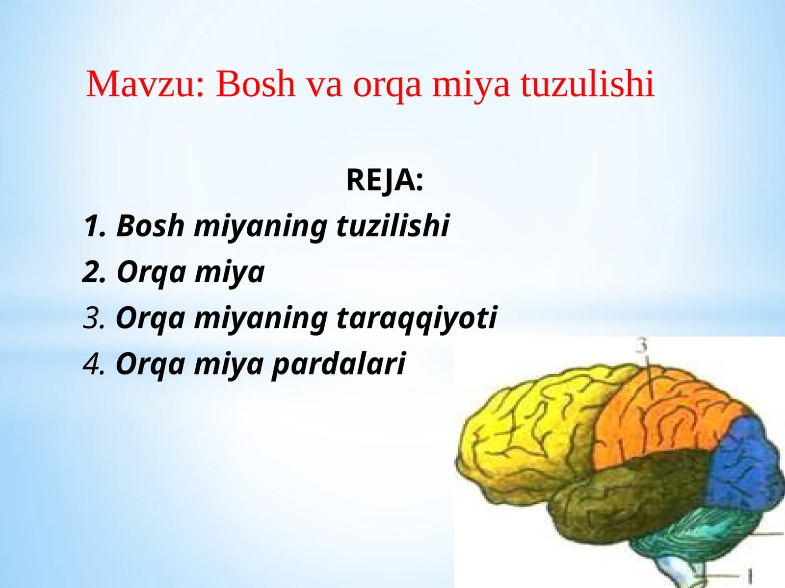 Boshvaorqamiyatuzulishi