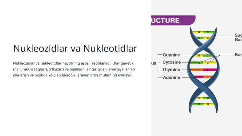 Nukleozidlar va Nukleotidlar