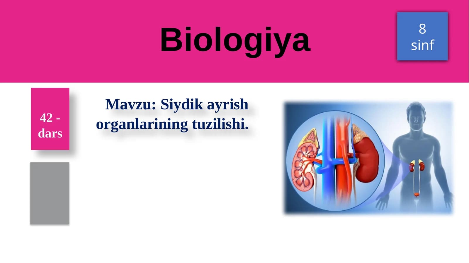 Siydikayrish organlarining tuzilishi