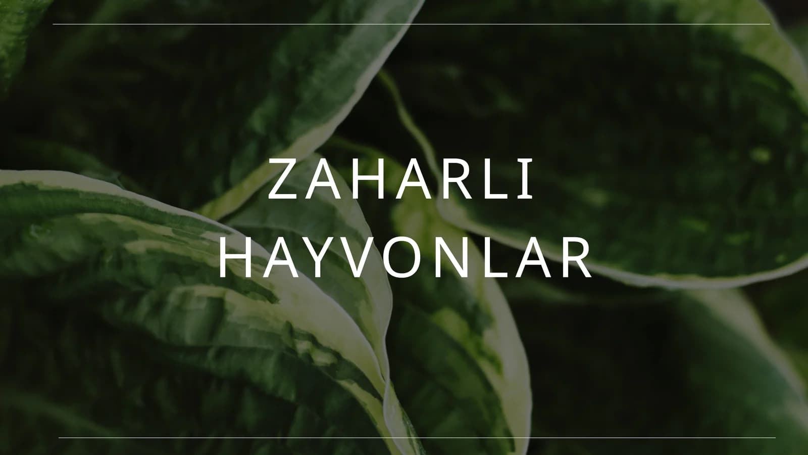 zaharli hayvonlar