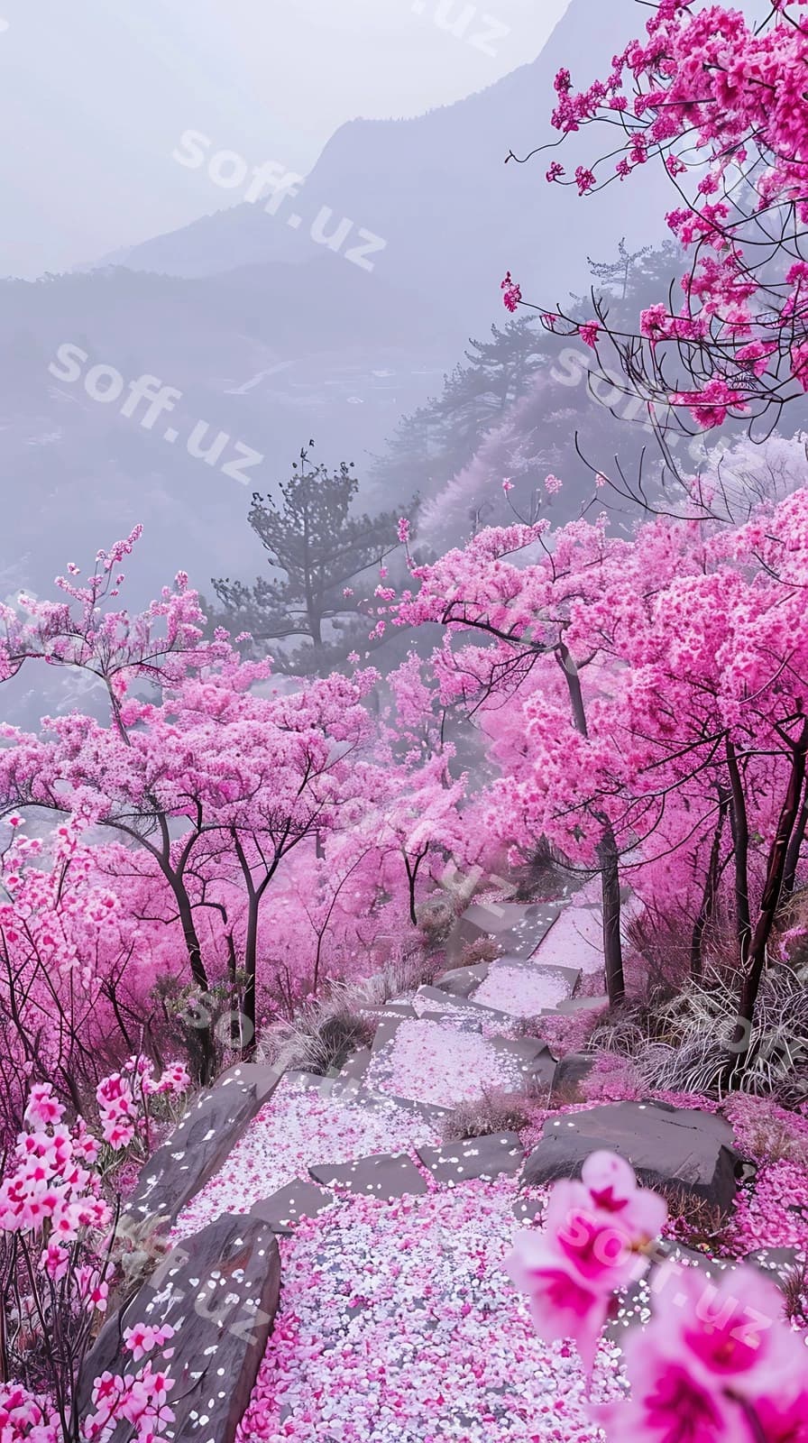 Bir yo'l bor, unda pink gullar bor. | There is path that has pink flowers it