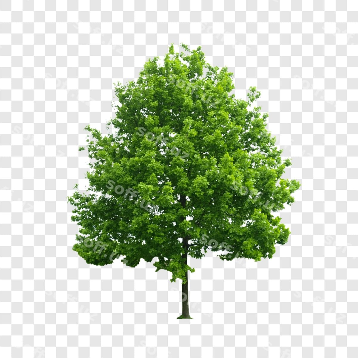 Daraxt shaffof | Tree transparent