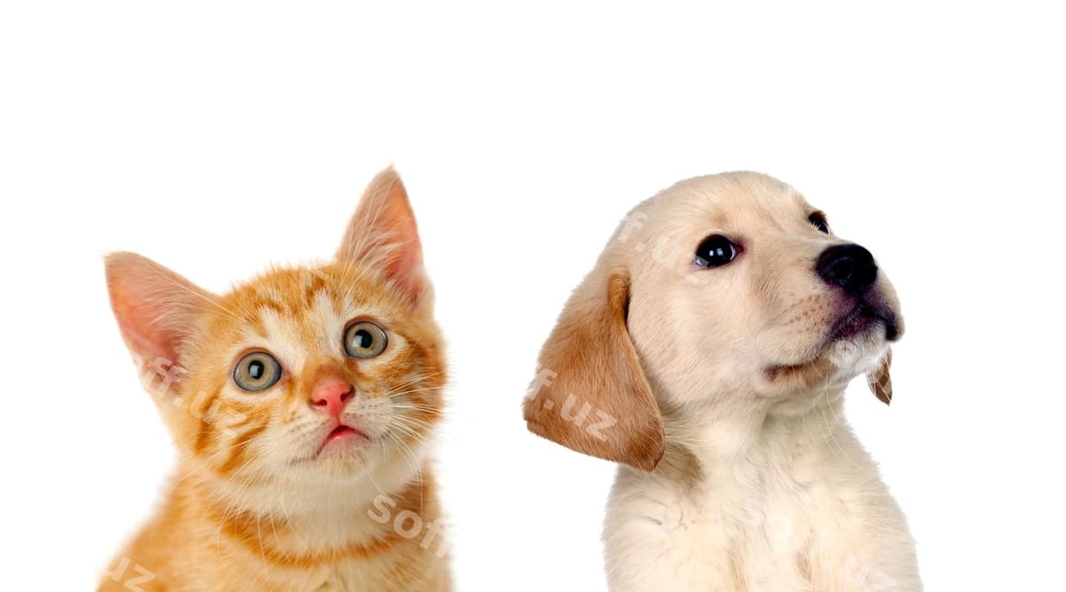 Ikki chiroyli it bostirigʻi kuchuk va mushuk | Two beautiful puppies cat dog