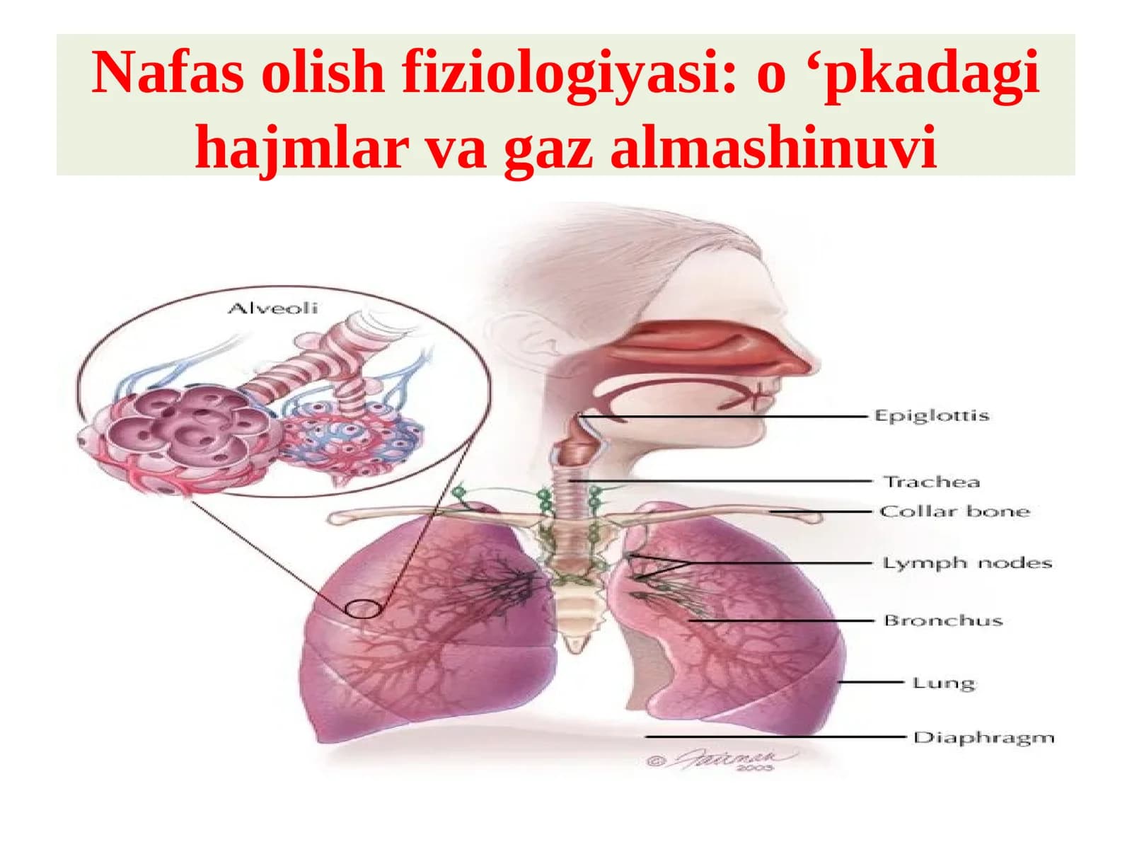 Nafas olish fiziologiyasi