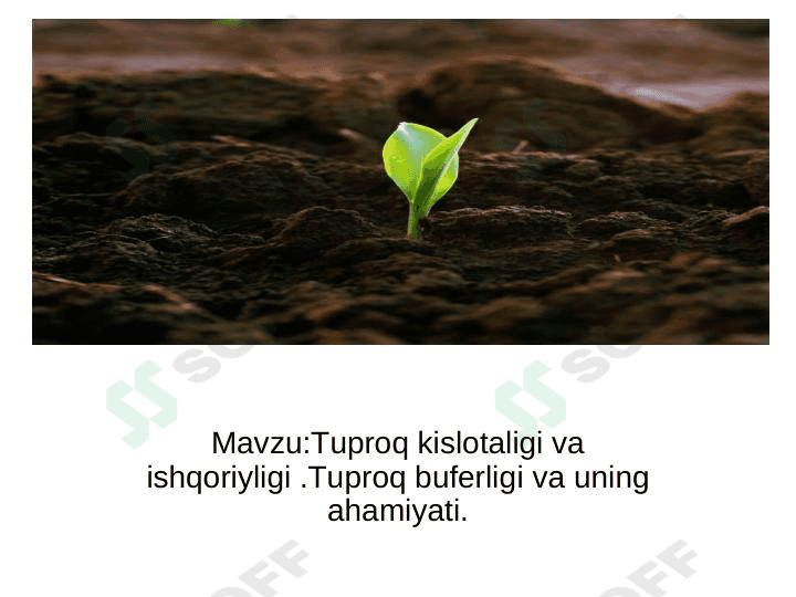 Tuproq kislotaligi va ishqoriyligi . Tuproq buferligi va uning ahamiyati