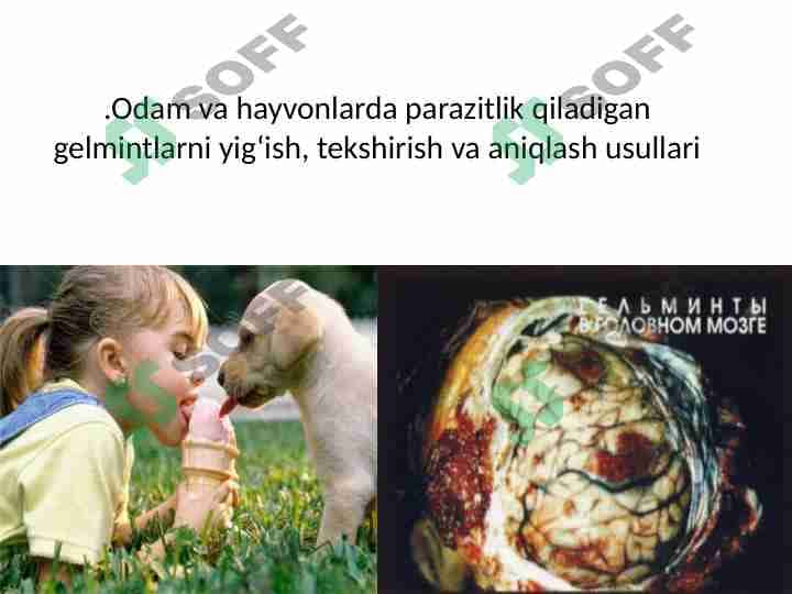 Odam va hayvonlarda parazitlik qiladigan gelmintlarni yigʻish, tekshirish va aniqlash usullari