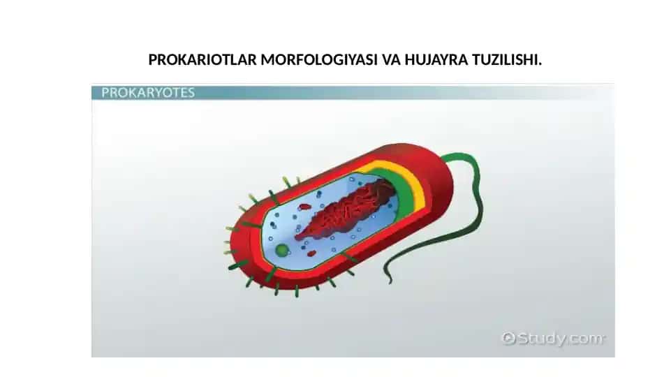 PROKARIOTLAR MORFOLOGIYASI VA HUJAYRA TUZILISHI