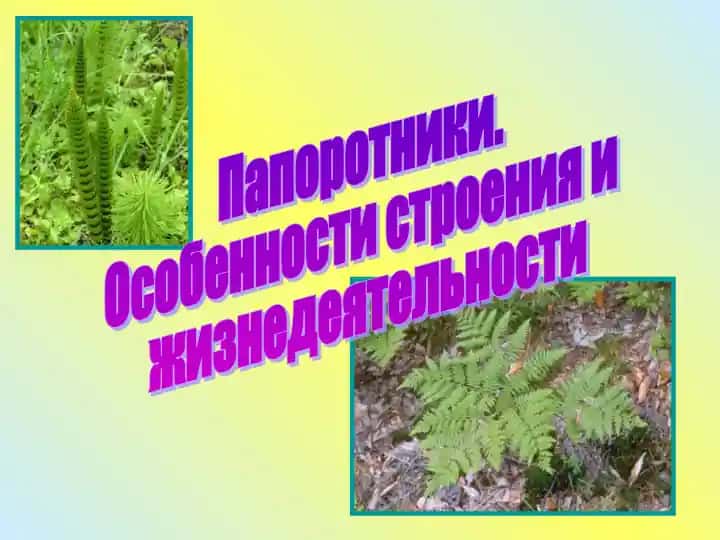 Папоротники