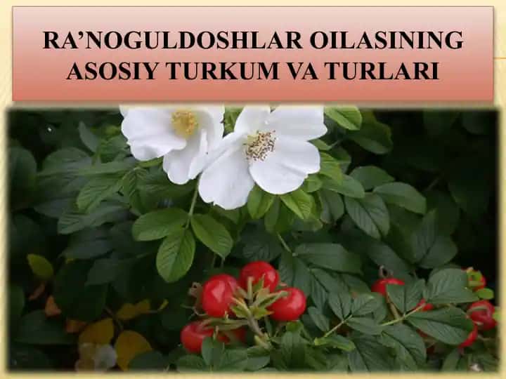 Ra’noguldoshlar oilasining asosiy turkum va turlari