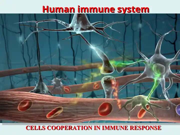 Human immune system