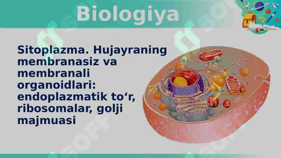 Sitoplazma. Hujayraning membranasiz va membranali organoidlari: endoplazmatik to‘r, ribosomalar, golji majmuasi