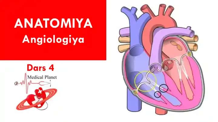 ANATOMIYA Angiologiya Dars 4