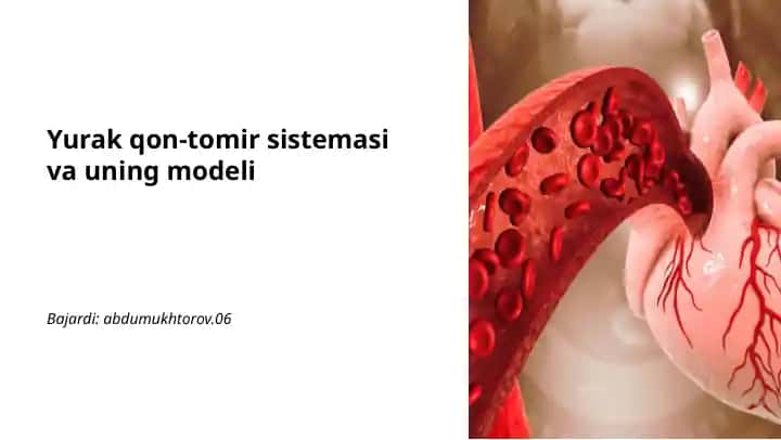 Yurak qon-tomir sistemasi va uning modeli
