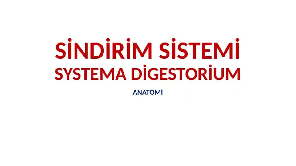 Sindirim Sistemi