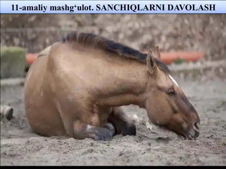 SANCHIQLARNI DAVOLASH