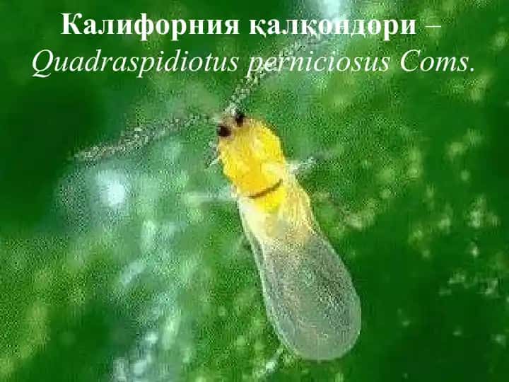 Калифорния қалқондори