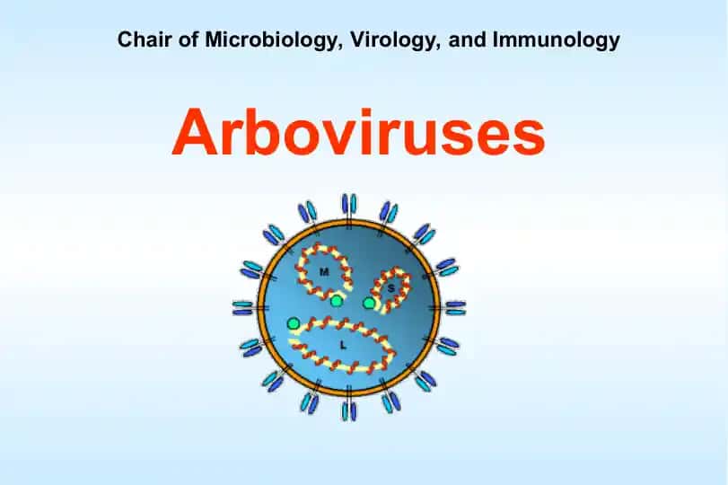 Arboviruses
