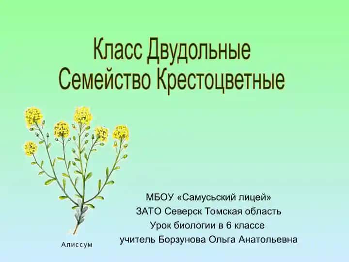 Семейство Крестоцветные