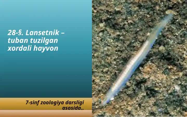 Lansetnik