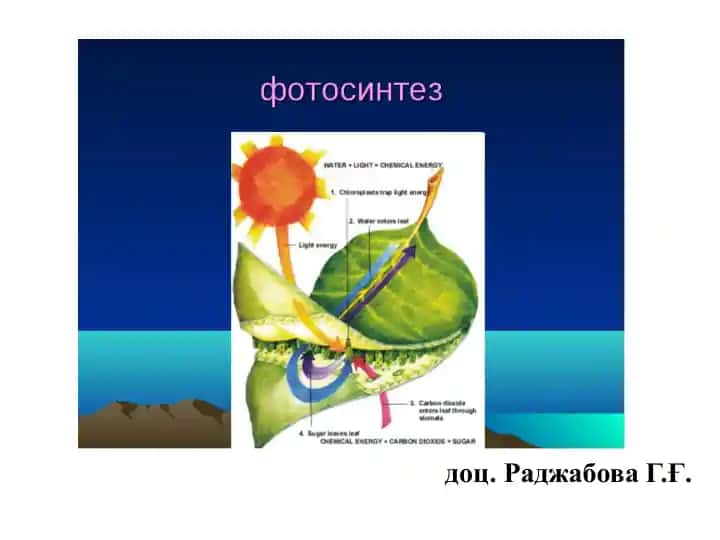 РЕЦЕПЦИЯ БИОФИЗИКАСИ