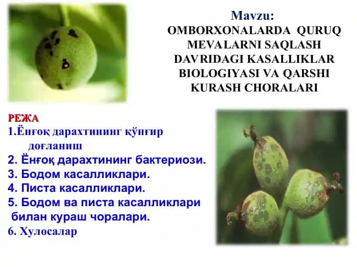 Omborxonalarlarda quruq mevalarni saqlash davridagi kasalliklar biologiyasi va qarshi kurash choralari