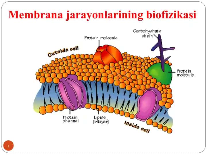 Membrana jarayonlarining biofizikasi