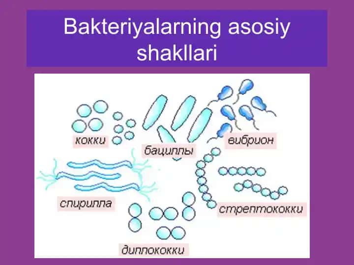 Bakteriyalar