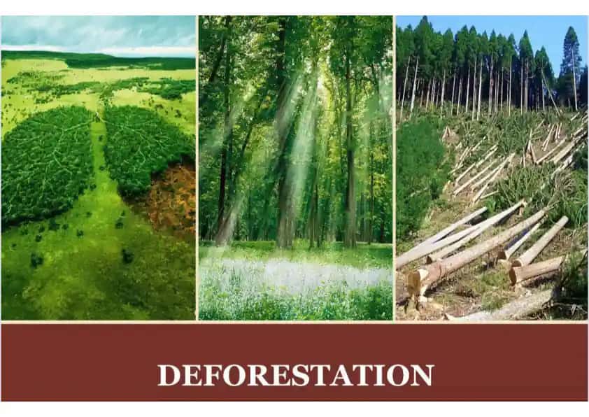 Deforestation