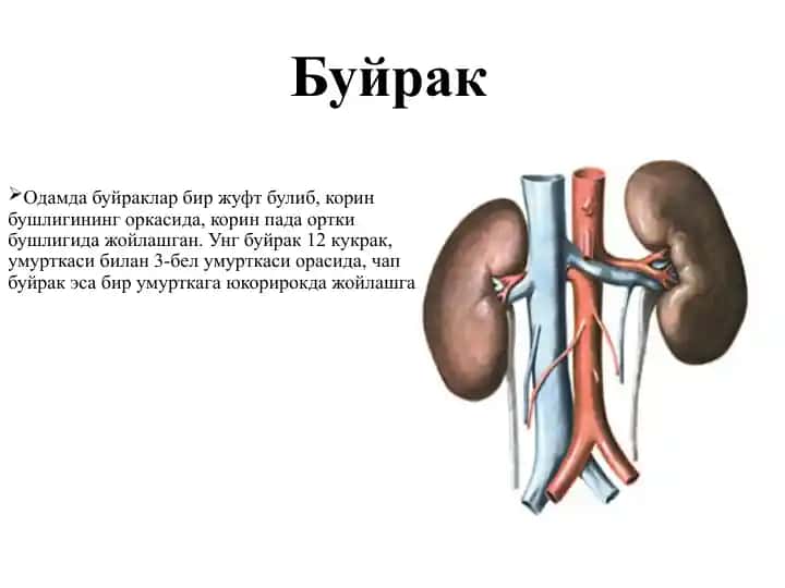 Буйрак