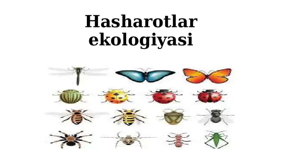 Hasharotlar Ekologiyasi