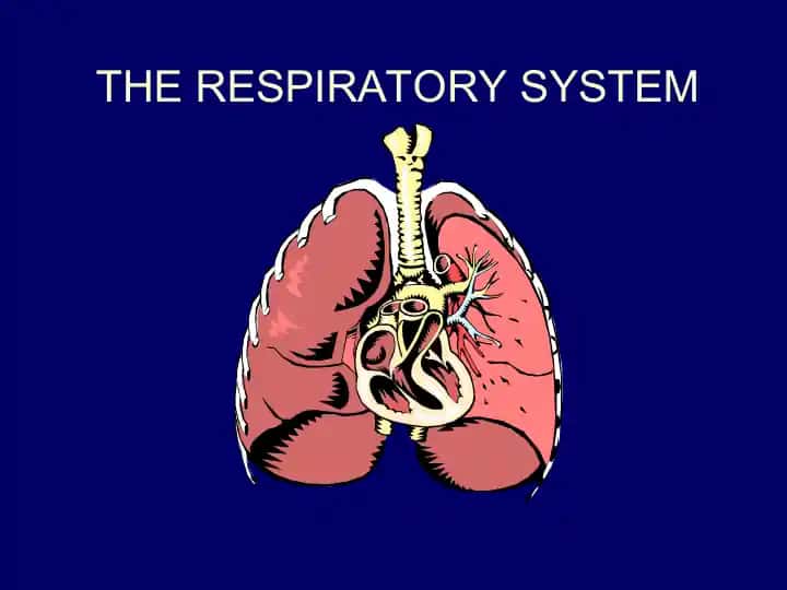 THE RESPIRATORY SYSTEM