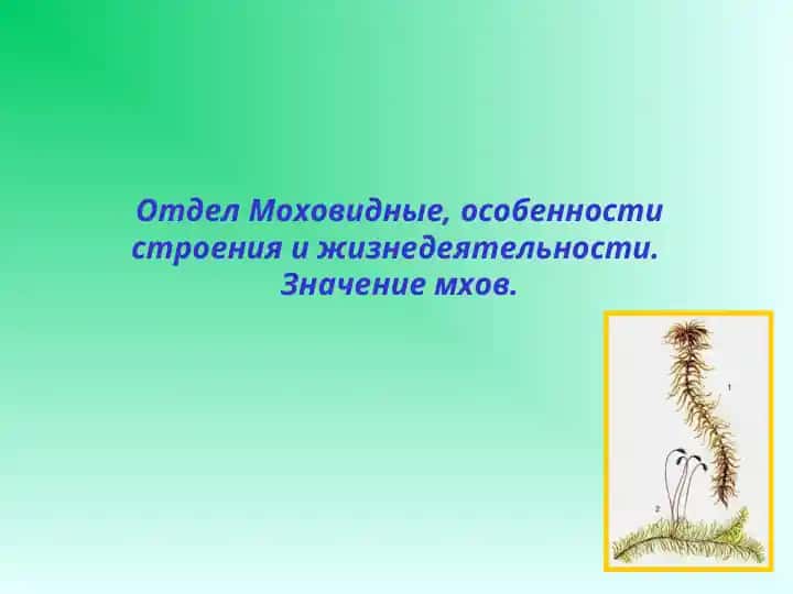 Отдел Моховидные, особенности строения и жизнедеятельности
