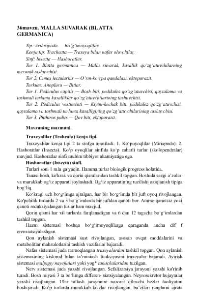 Malla suvarak (Blatta germanica)
