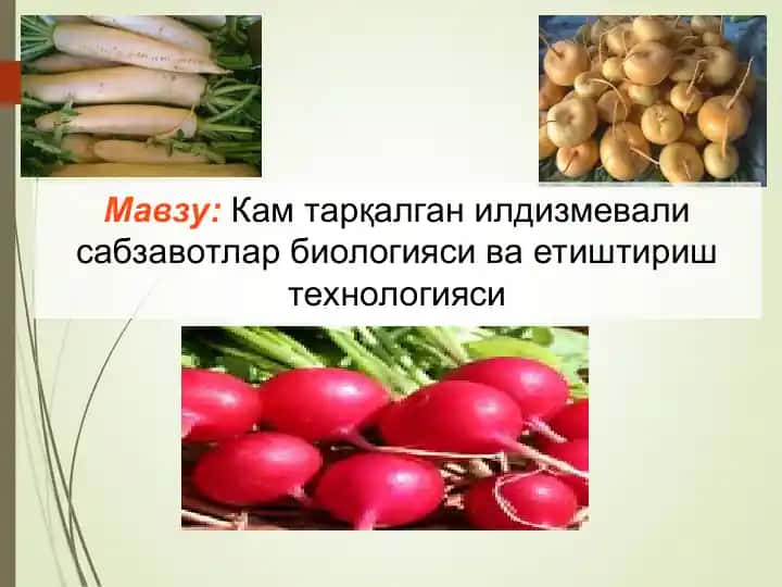 Кам тарқалган илдизмевали сабзавотлар биологияси ва етиштириш технологияси