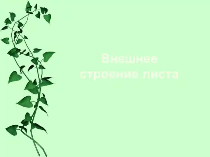 Vneshnee stroenie lista