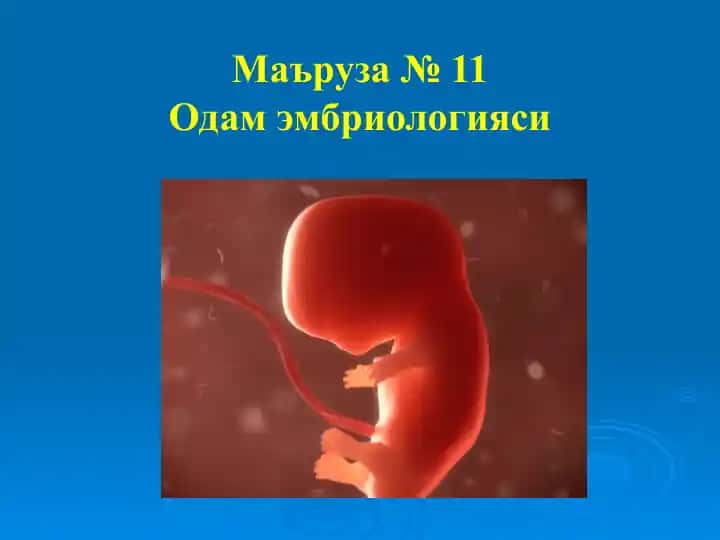 Одам эмбриологияси