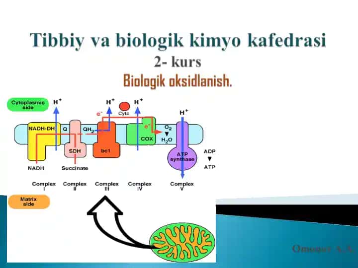 Biologik oksidlanish