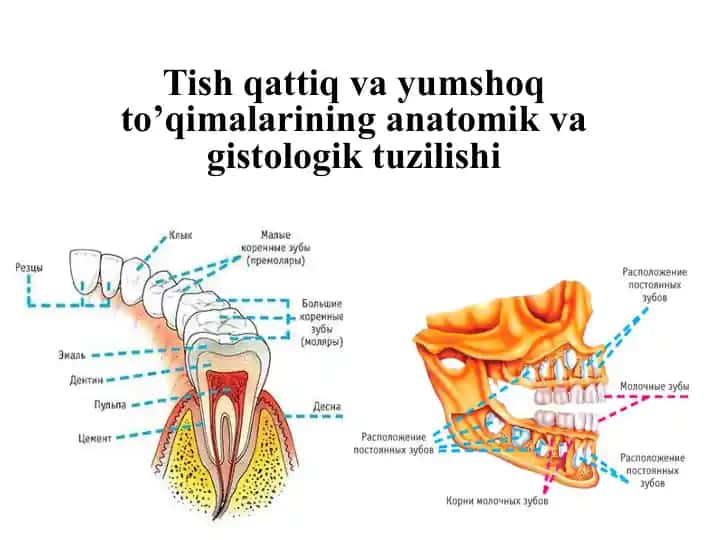 Tish qattiq va yumshoq to’qimalarining anatomik va gistologik tuzilishi