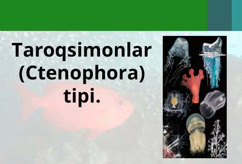 Taroqsimonlar (Ctenophora) tipi