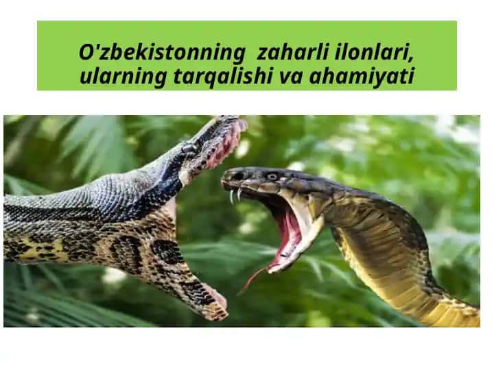 O'zbekistonning zaharli ilonlari