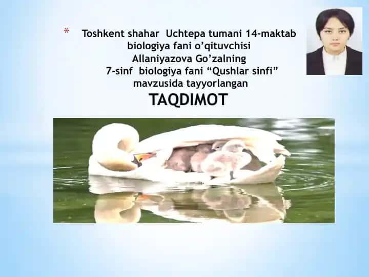 Qushlar sinfi taqdimoti
