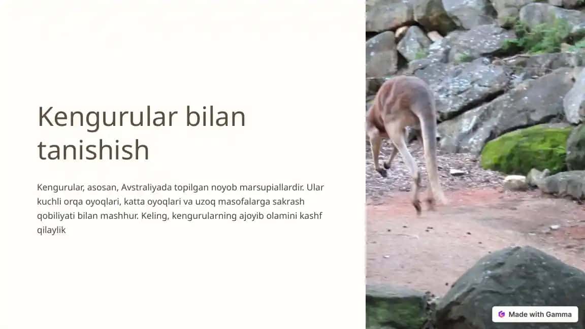 Kengurular bilan tanishish
