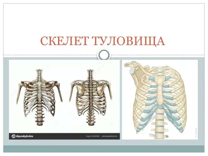 Скелет туловища